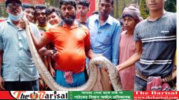 গৌরনদীতে পুকুর থেকে বিশাল অজগর উদ্ধার