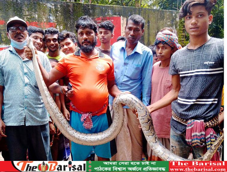 গৌরনদীতে পুকুর থেকে বিশাল অজগর উদ্ধার