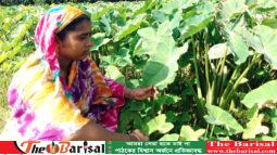 কলাপাড়ায় কচু চাষে সফলতা