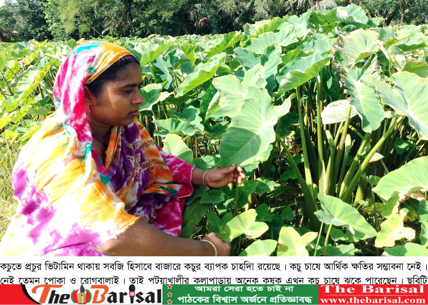 কলাপাড়ায় কচু চাষে সফলতা