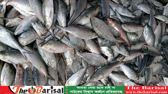 আজ মধ্যরাত থেকে শুরু হচ্ছে ইলিশ শিকারে ২২দিনের নিষেধাজ্ঞা
