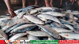 মেঘনায় ইলিশ শিকার নিয়ে পুলিশ-জেলে সংঘর্ষ