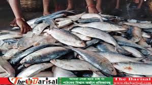 মেঘনায় ইলিশ শিকার নিয়ে পুলিশ-জেলে সংঘর্ষ