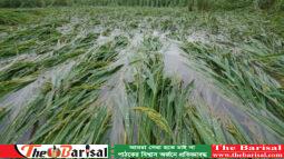 ঝড়ো হাওয়ায় উপকূলে আমনের ব্যাপক ক্ষতি
