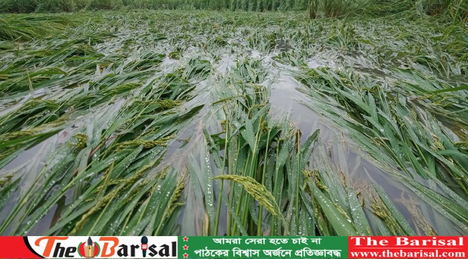 ঝড়ো হাওয়ায় উপকূলে আমনের ব্যাপক ক্ষতি