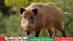 শুকরের হামলায় বৃদ্ধের মৃত্যু