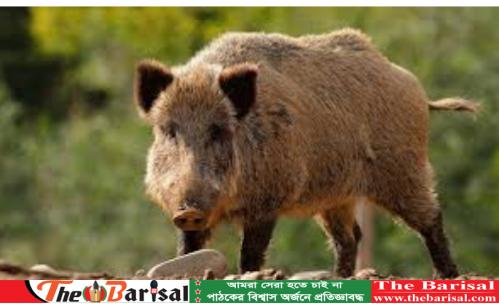 শুকরের হামলায় বৃদ্ধের মৃত্যু
