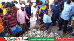 কলাপাড়ায় জাটকা ইলিশ জব্দ