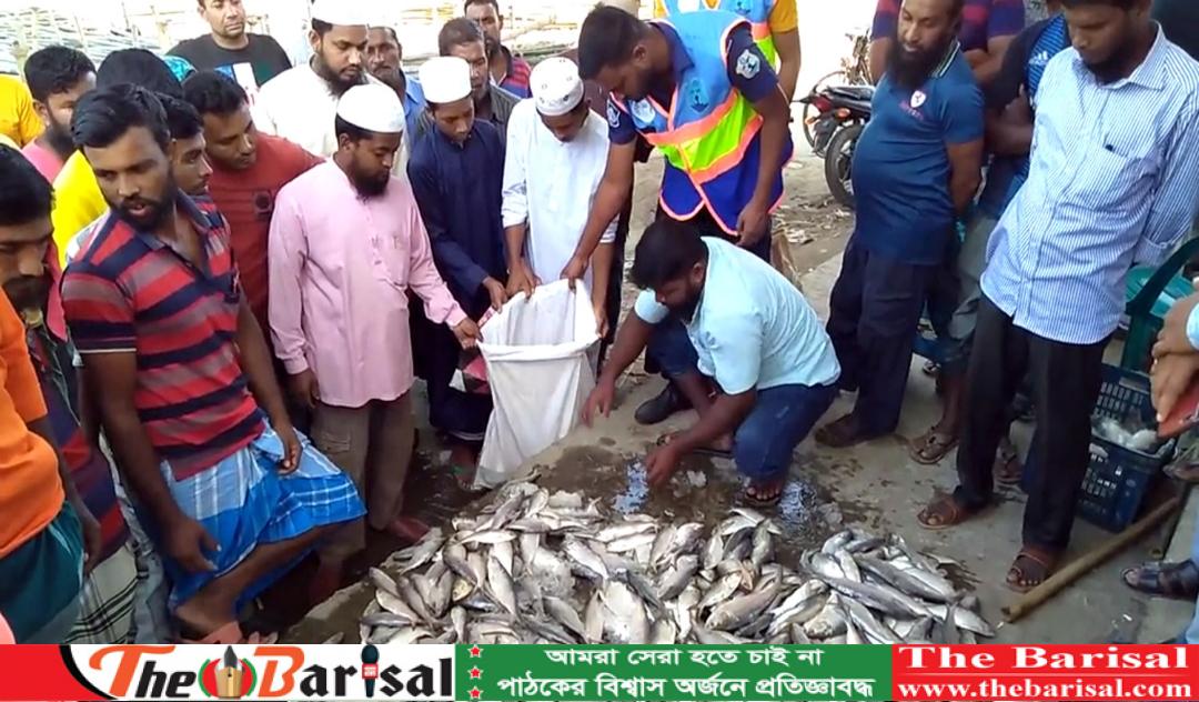 কলাপাড়ায় জাটকা ইলিশ জব্দ