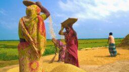 আজ নতুন ধানের উৎসব নবান্ন
