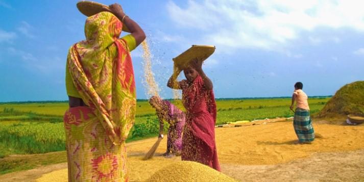 আজ নতুন ধানের উৎসব নবান্ন