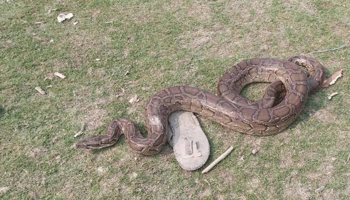 পাথরঘাটায় ৭ হাত লম্বা অজগর সাপ উদ্ধার