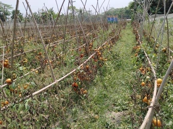 দাম না পাওয়ায় বাবুগঞ্জের টমেটো চাষিরা বিপাকে