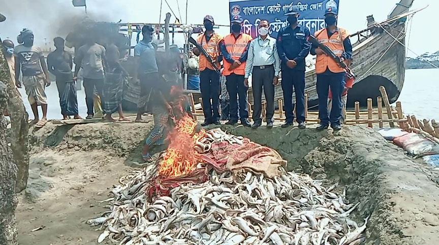 আগুনে পুড়িয়ে মাটি চাপা দেয়া হয়েছে প্রায় ২০ মন হাঙ্গর
