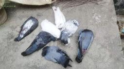 ছাদে বিষ্ঠাত্যাগ করায় বিষ খাইয়ে মারা হলো ২২ কবুতর
