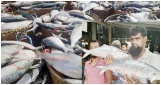 এক ট্রলারেই ২৭ লাখ টাকার ইলিশ