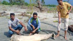 বঙ্গোপসাগরে সামুদ্রিক সম্পদ জলজ স্তন্যপায়ী প্রাণী হুমকিতে