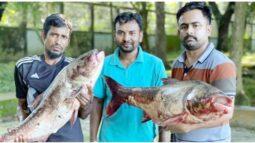 দুর্গাসাগর দিঘিতে ধরা পড়েছে বিশালাকৃতির দুইটি বিগহেড কার্প