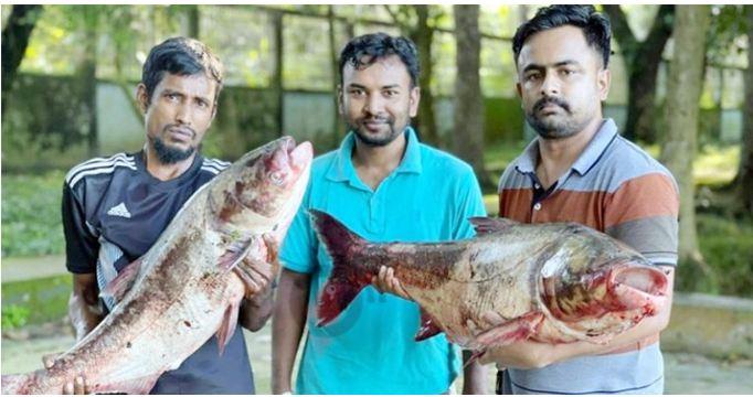 দুর্গাসাগর দিঘিতে ধরা পড়েছে বিশালাকৃতির দুইটি বিগহেড কার্প