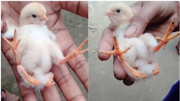 চার পা নিয়ে ফুটল মুরগির বাচ্চা!