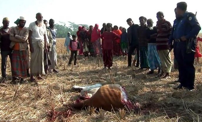জ্যান্ত গরুর পা কেটে নিল দুবৃত্তরা