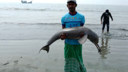 কুয়াকাটা সৈকতে আবারও  ভেসে এলো মৃত ডলফিন