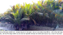গোলগাছ ॥ নোনাজলে জন্ম, নোনা সব অঙ্গ-প্রত্যঙ্গ।। ডগা থেকে বেরিয়ে আসছে মিষ্টি রস
