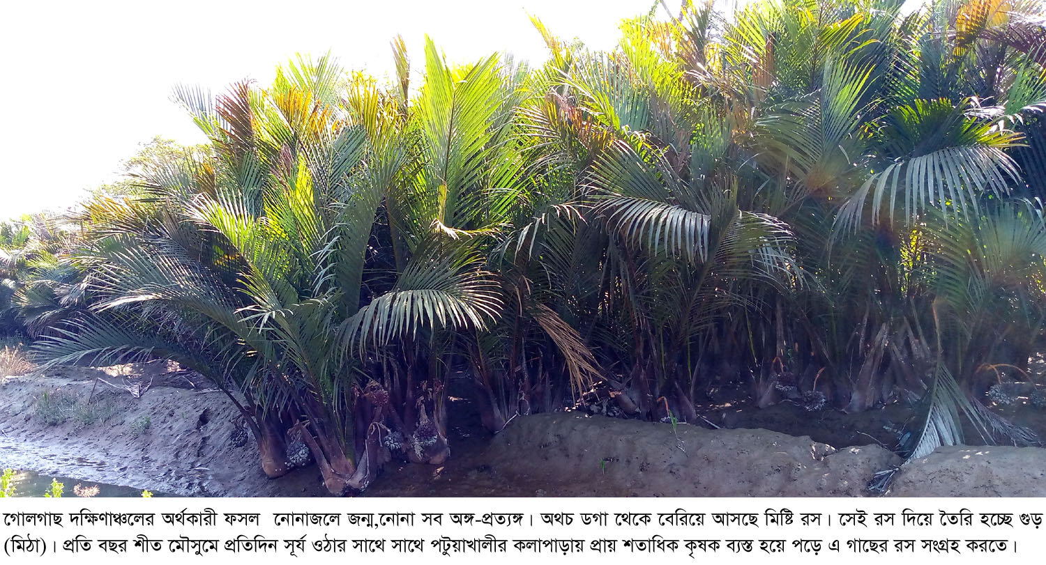 গোলগাছ ॥ নোনাজলে জন্ম, নোনা সব অঙ্গ-প্রত্যঙ্গ।। ডগা থেকে বেরিয়ে আসছে মিষ্টি রস