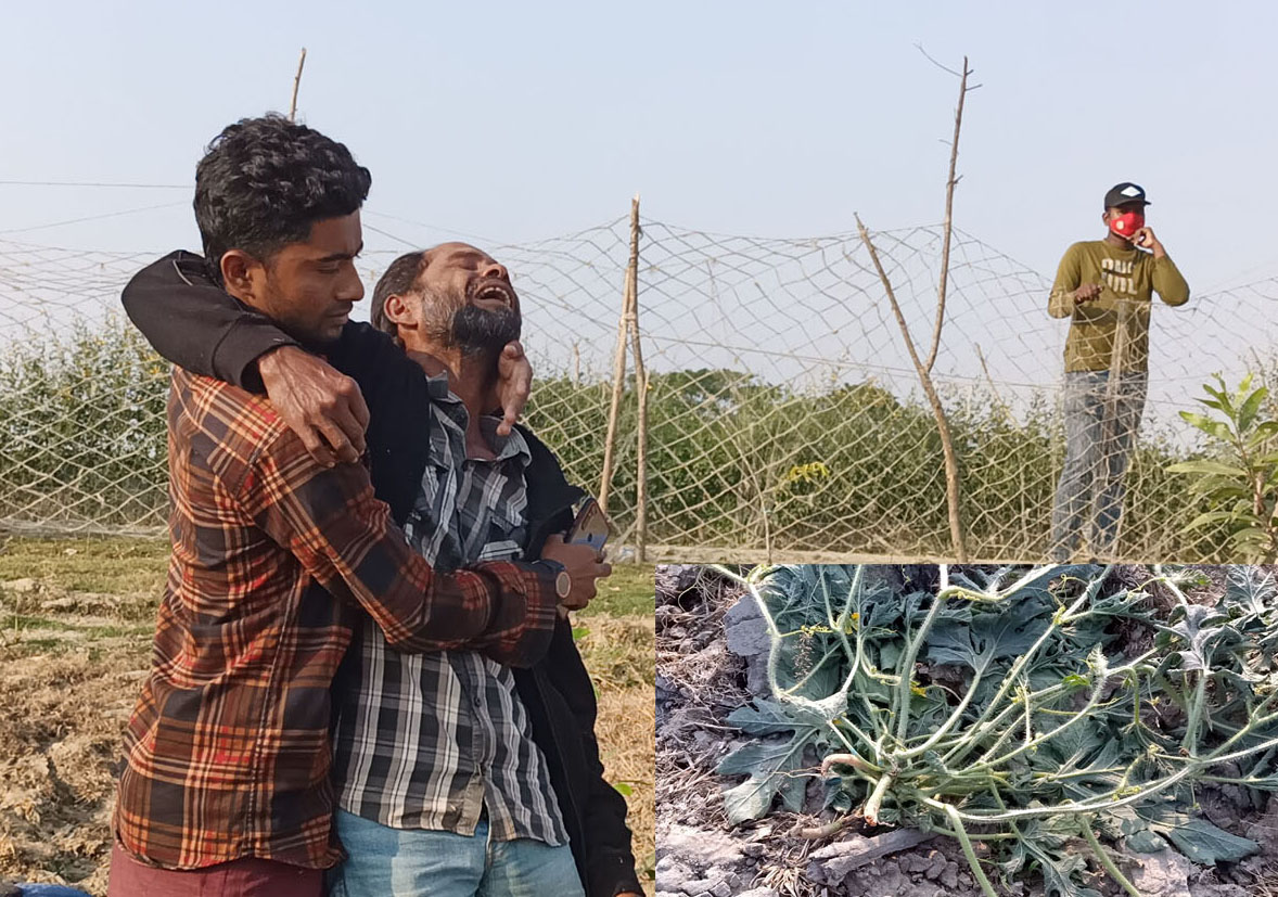 কলাপাড়ায় পাউবো উপড়ে ফেলেছে ১০ হাজার তরমুজ গাছ ॥ কৃষকের বুকফাঁটা আর্তনাদ