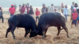 কলাপাড়ায় ঐতিহ্যবাহী মহিষের লড়াই