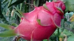 অজোপাড়াগাঁয় ড্রাগন চাষ।। সফলতা পেয়েছেন এক চাষী