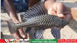 চূড়ান্তভাবে নিষিদ্ধ হলো সাকার মাছ