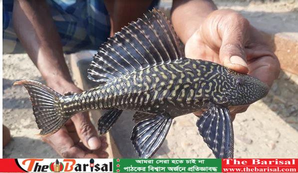 চূড়ান্তভাবে নিষিদ্ধ হলো সাকার মাছ