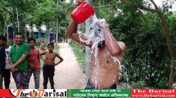 স্ত্রীর দেয়া মামলা খারিজ, এক মণ দুধ দিয়ে স্বামীর গোসল