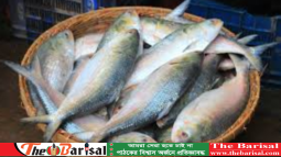 বরিশালে জেলেদের জালে ধরা পড়ছে ইলিশ, কমেছে দাম