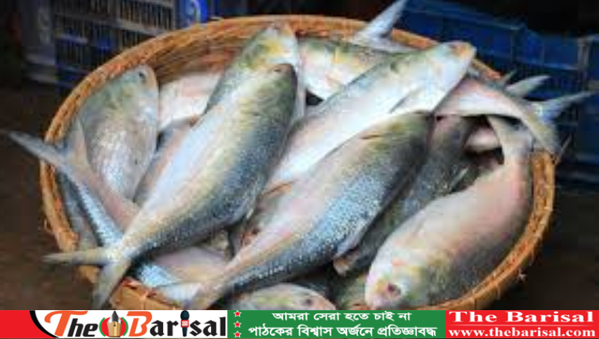 বরিশালে জেলেদের জালে ধরা পড়ছে ইলিশ, কমেছে দাম