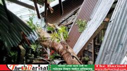 ঝালকাঠিতে ঝড়ে লণ্ডভণ্ড ঘর-বাড়ি, গবাদিপশুর মৃত্যু