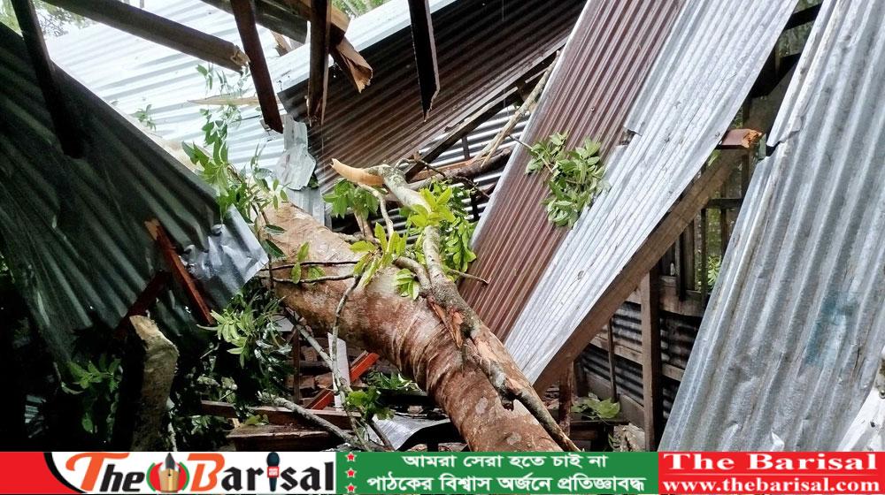 ঝালকাঠিতে ঝড়ে লণ্ডভণ্ড ঘর-বাড়ি, গবাদিপশুর মৃত্যু